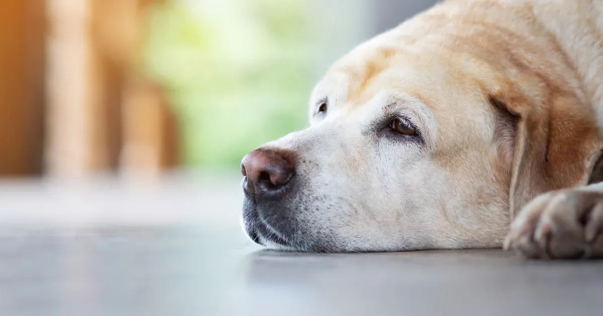 강아지 우울증의 원인 6가지와 강아지 우울증 치료법 5가지