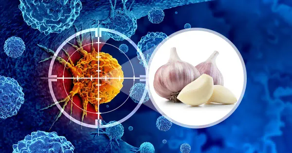 새롭게 지지를 얻고 있는 마늘의 항암 특성