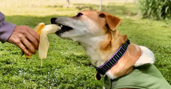 개가 바나나를 먹어도 될까요?